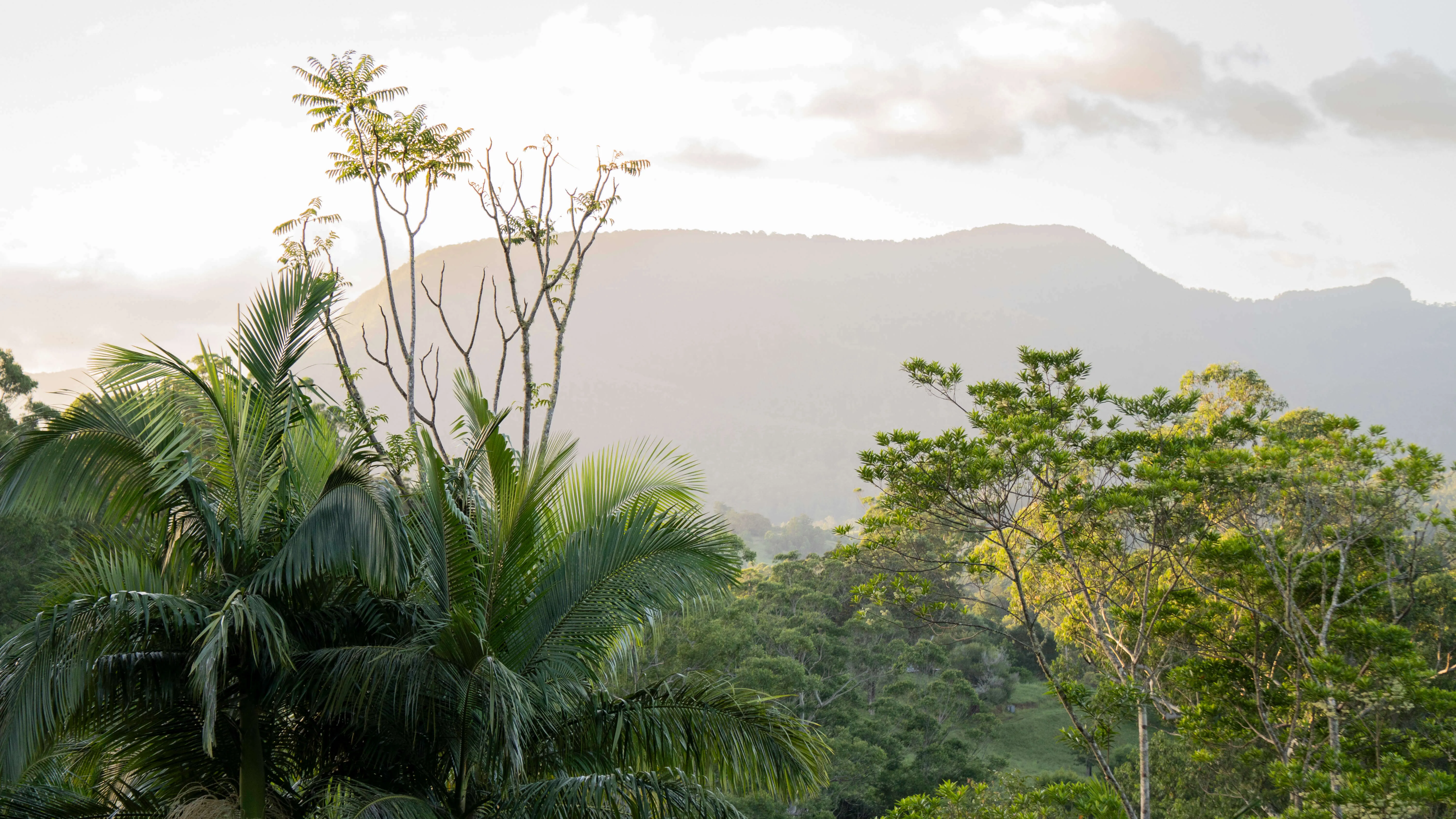 Nimbin garden