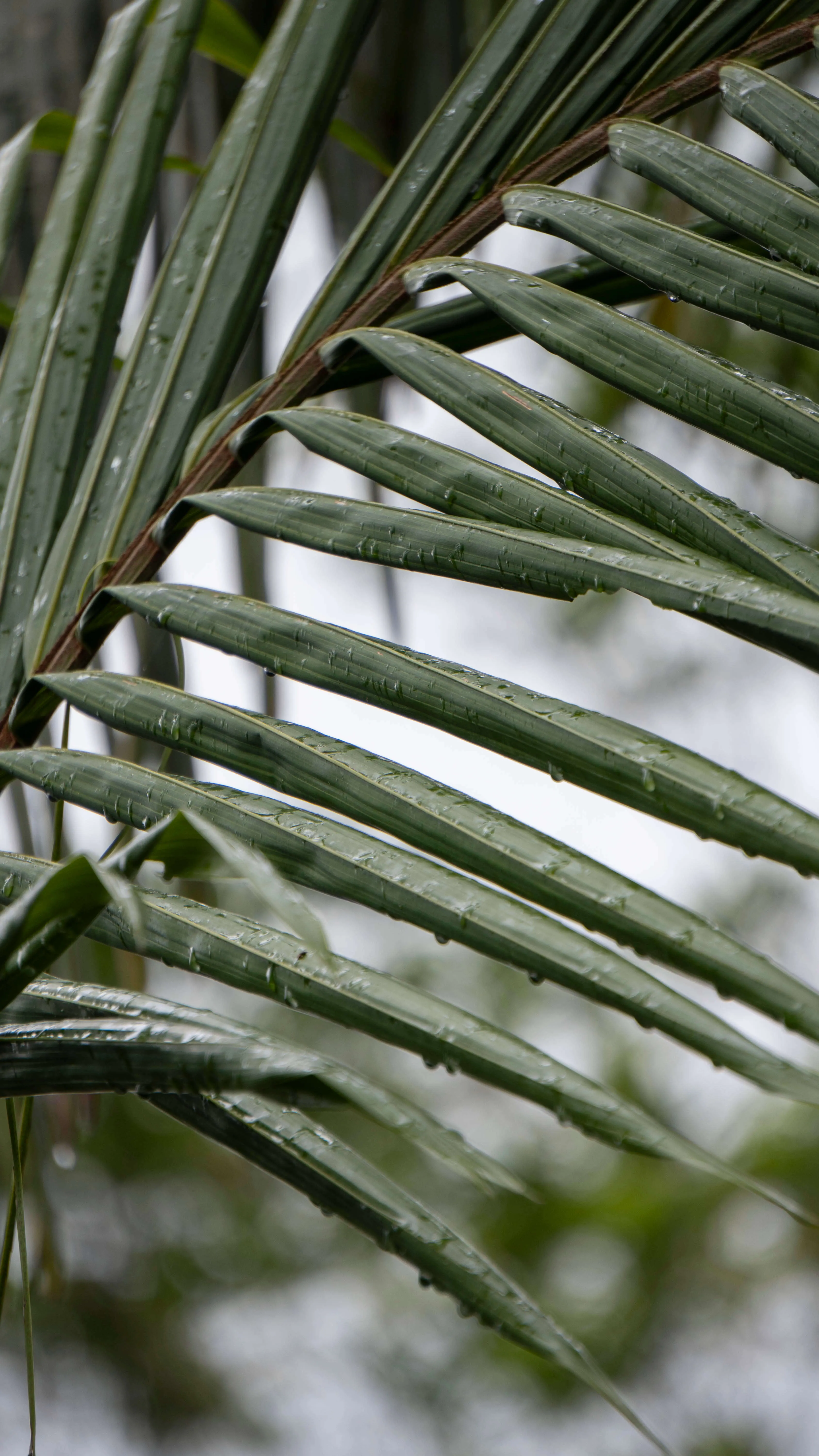 Nimbin garden palm plant detail