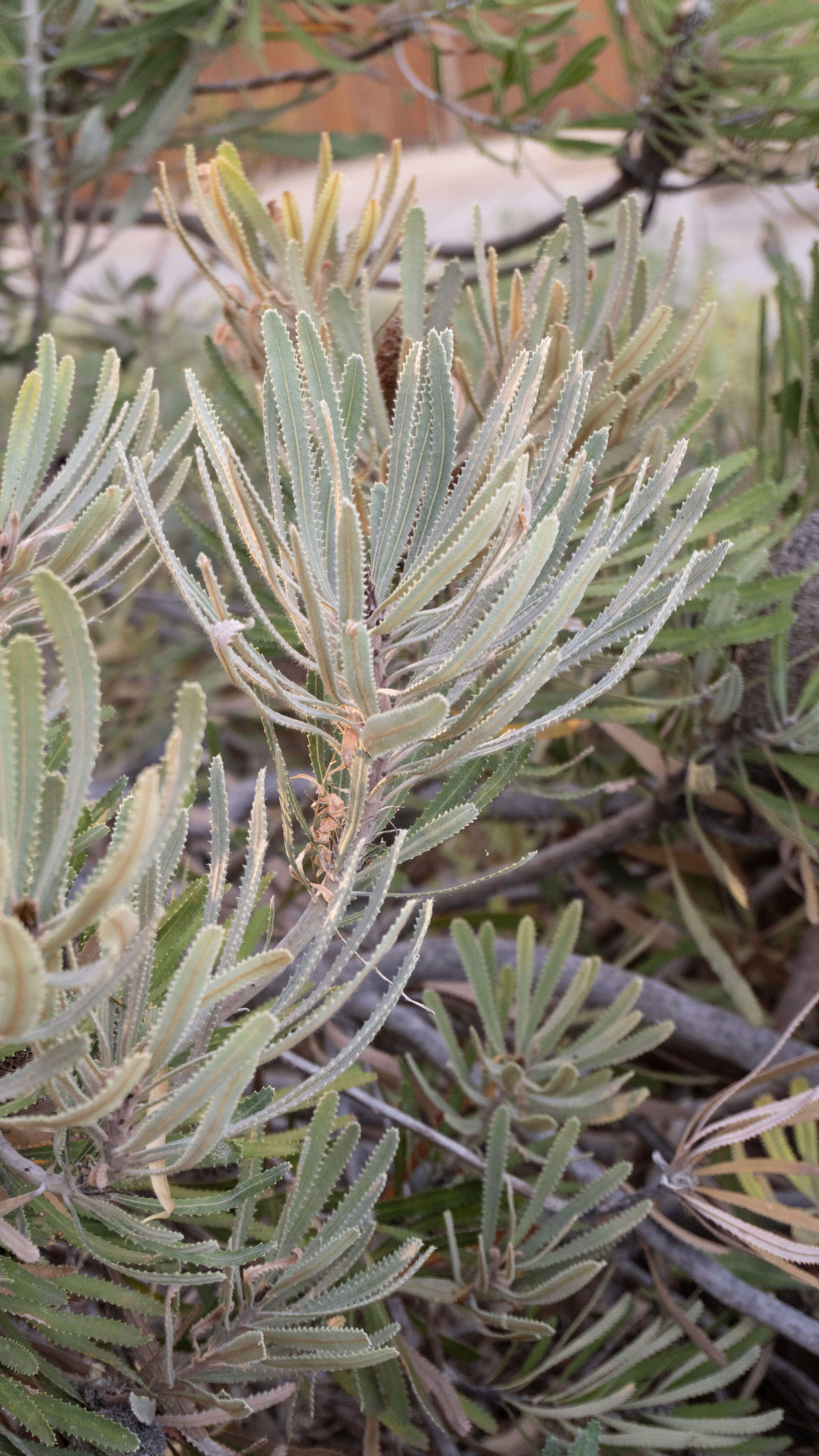 plant detail