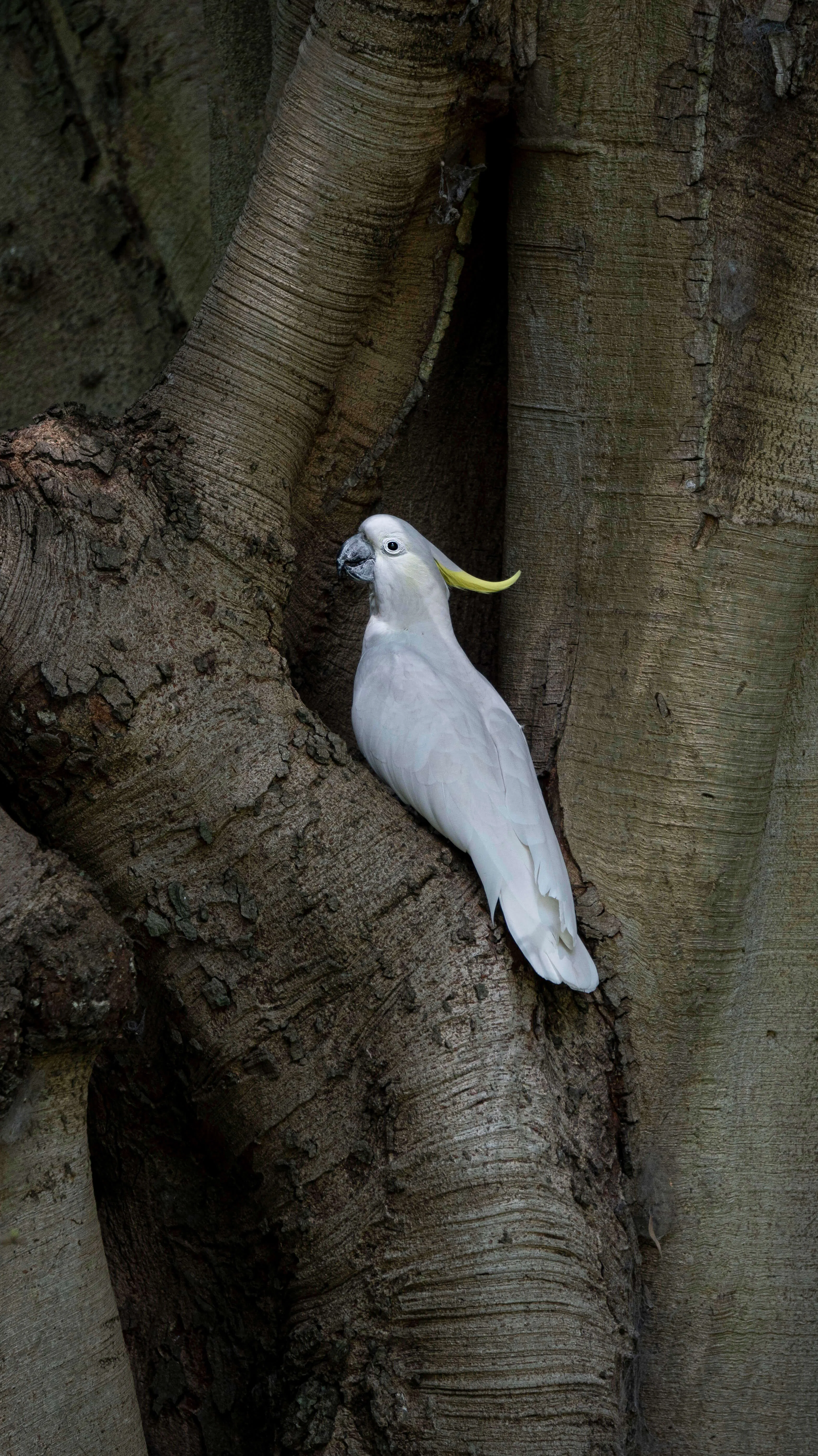 Sulphur-crested Cockatoo on a tree