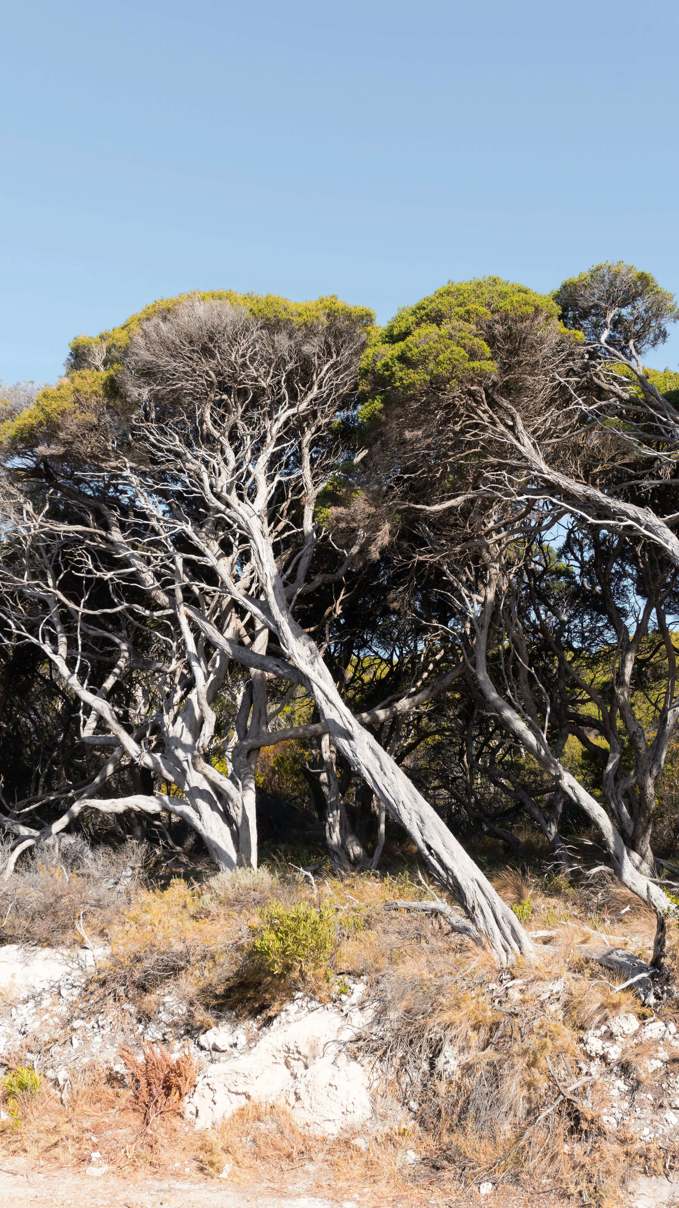 Trees in Western Australia