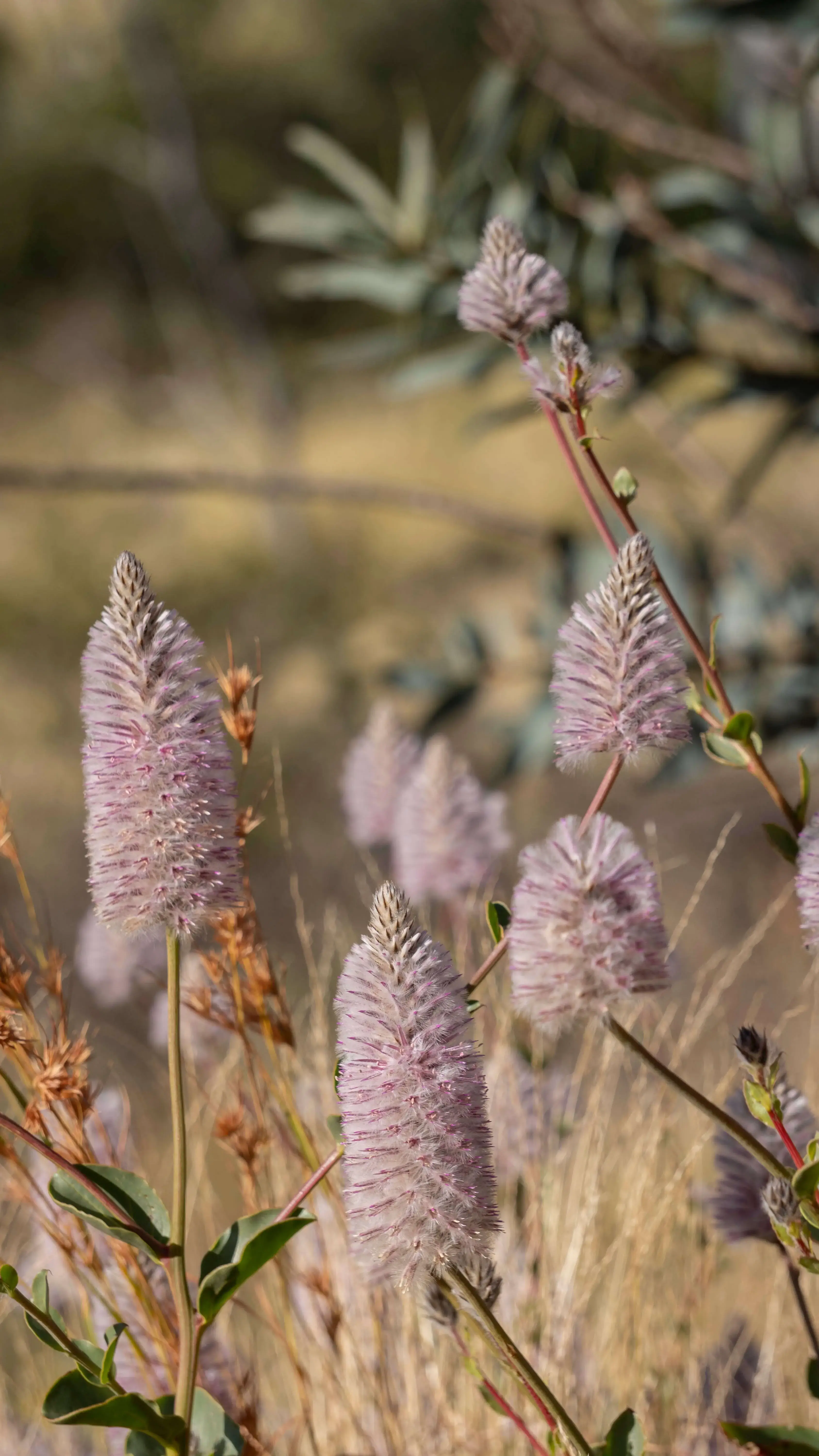 mulla mulla flowers