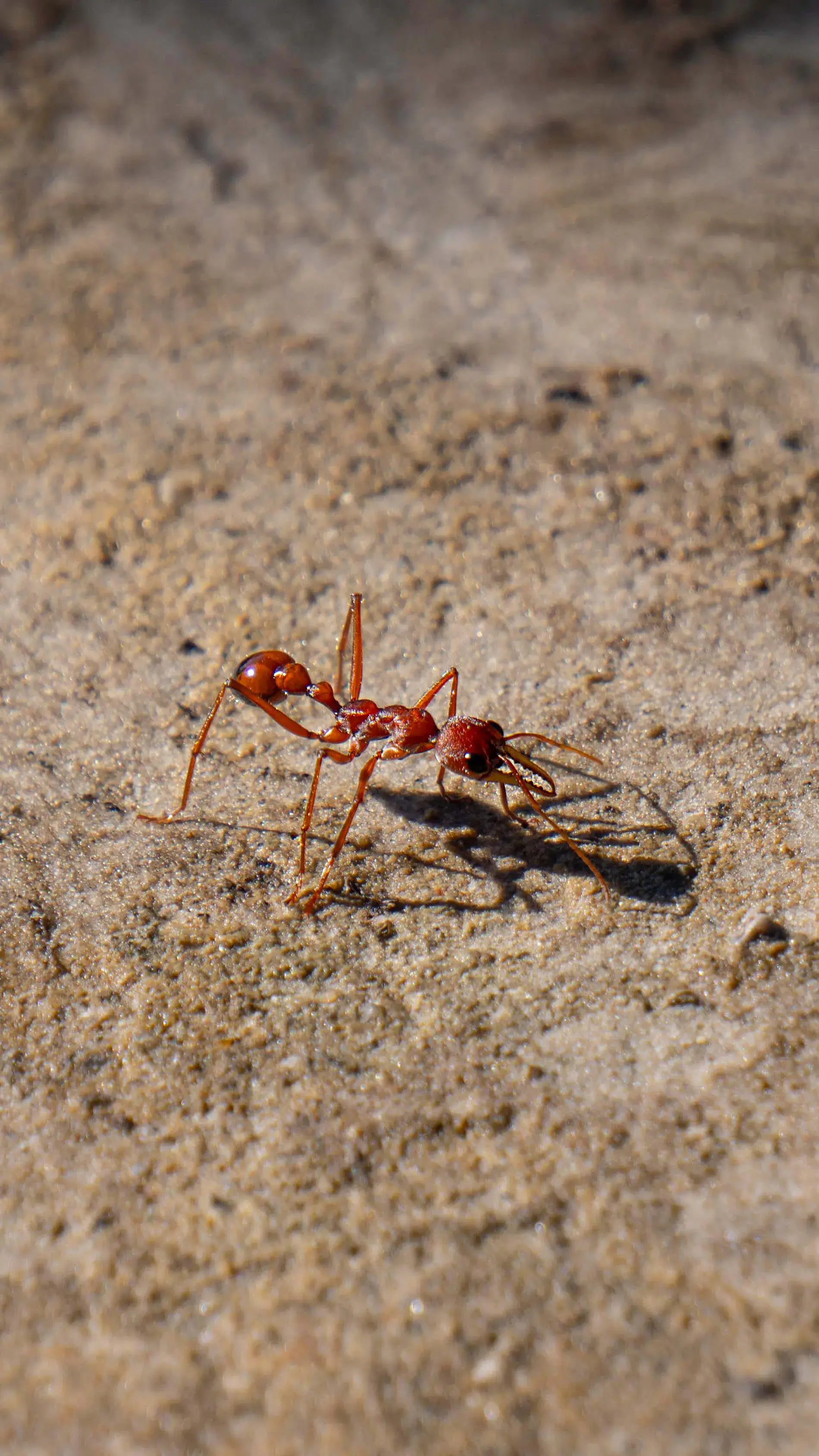 ant