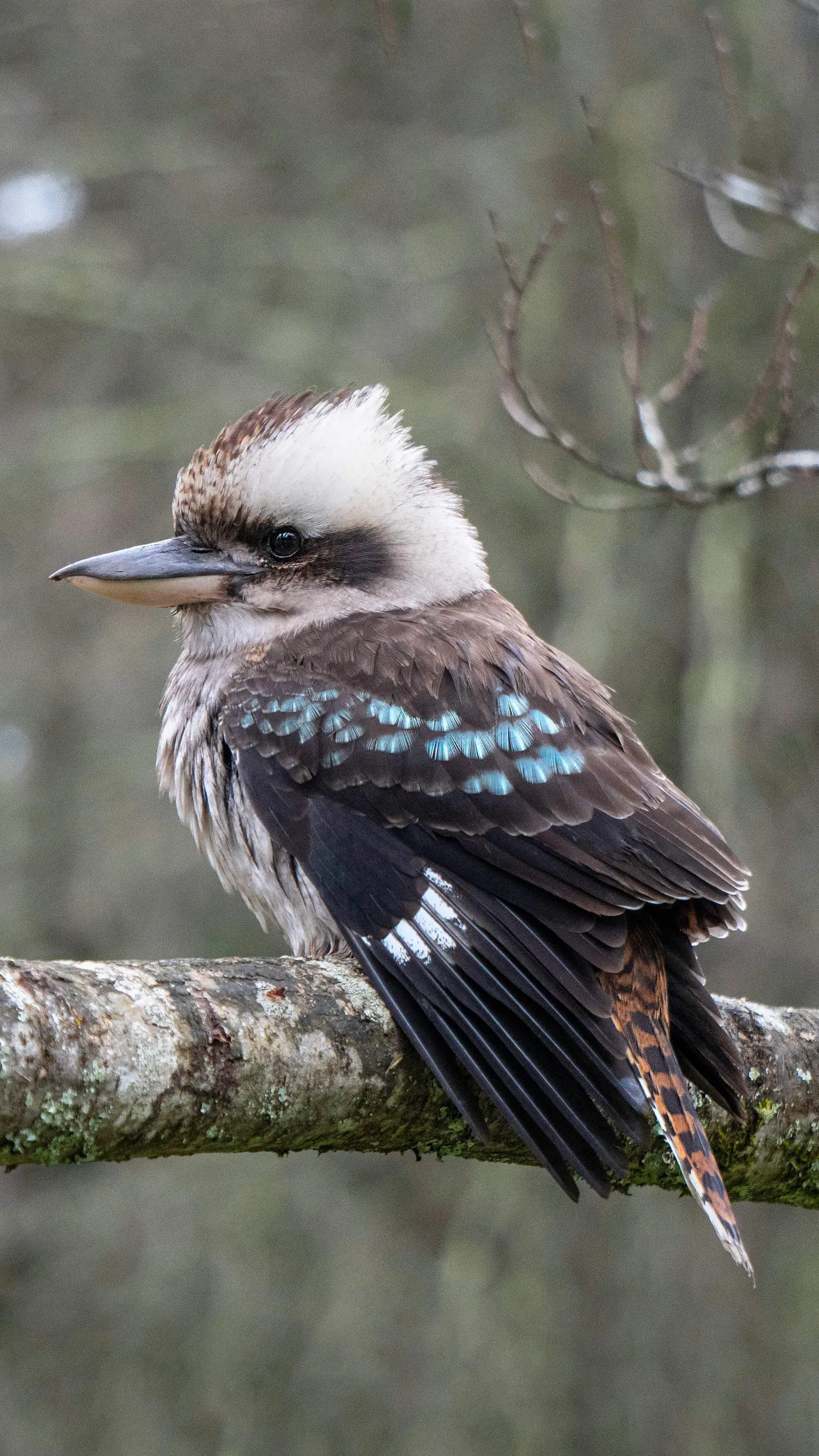 kookaburra