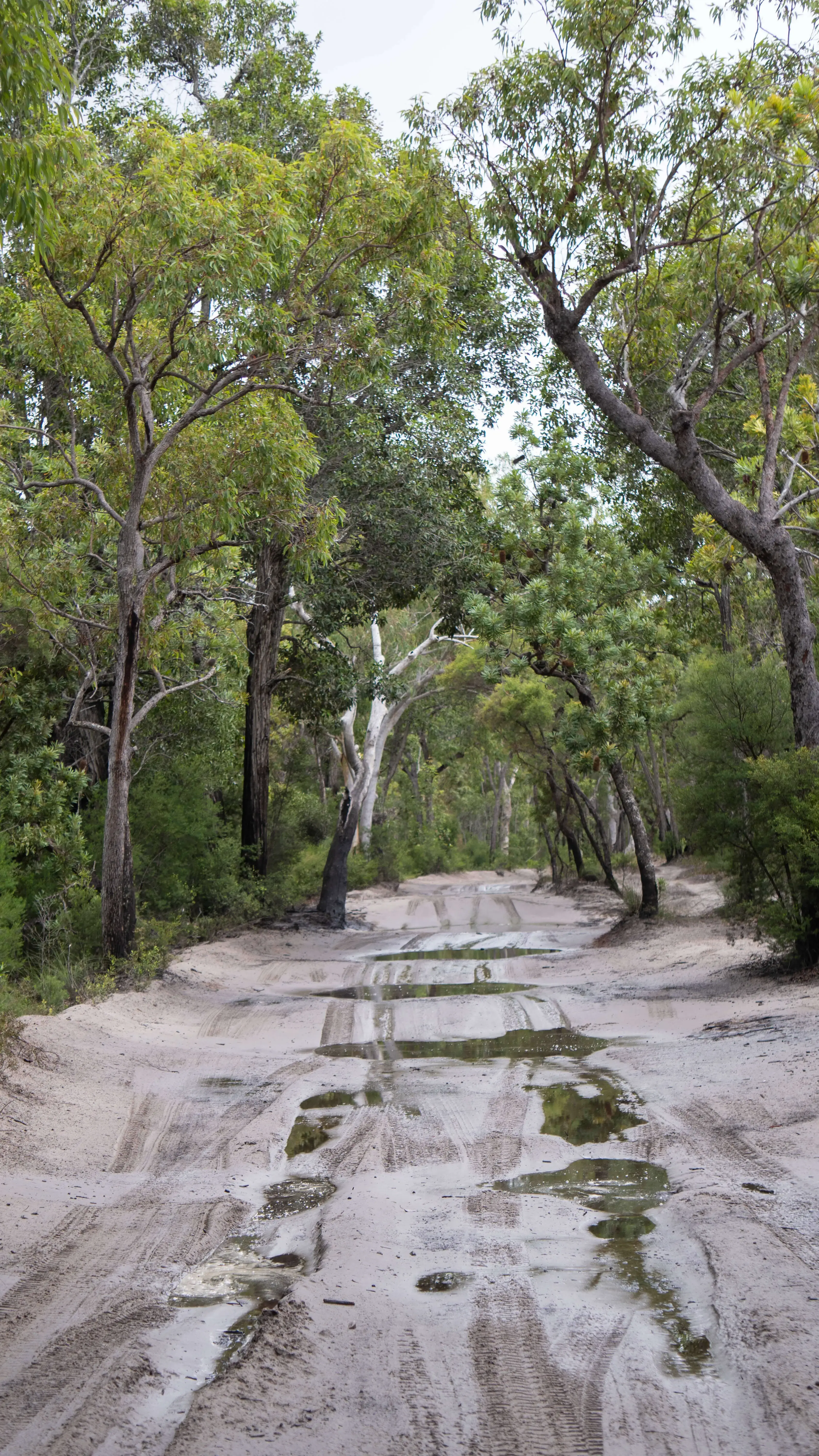K'Gari, Fraser Island