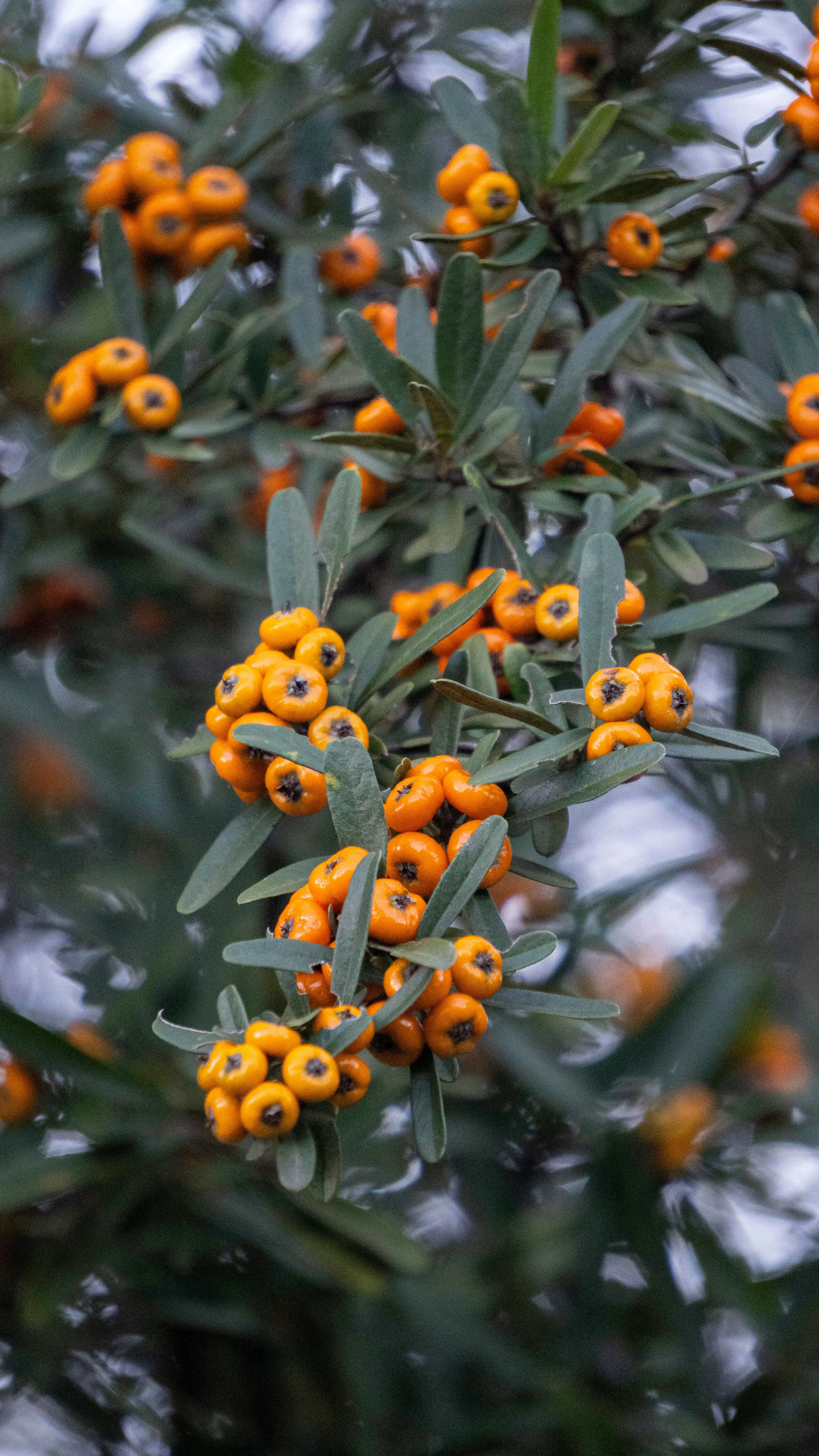 tree with orange berries