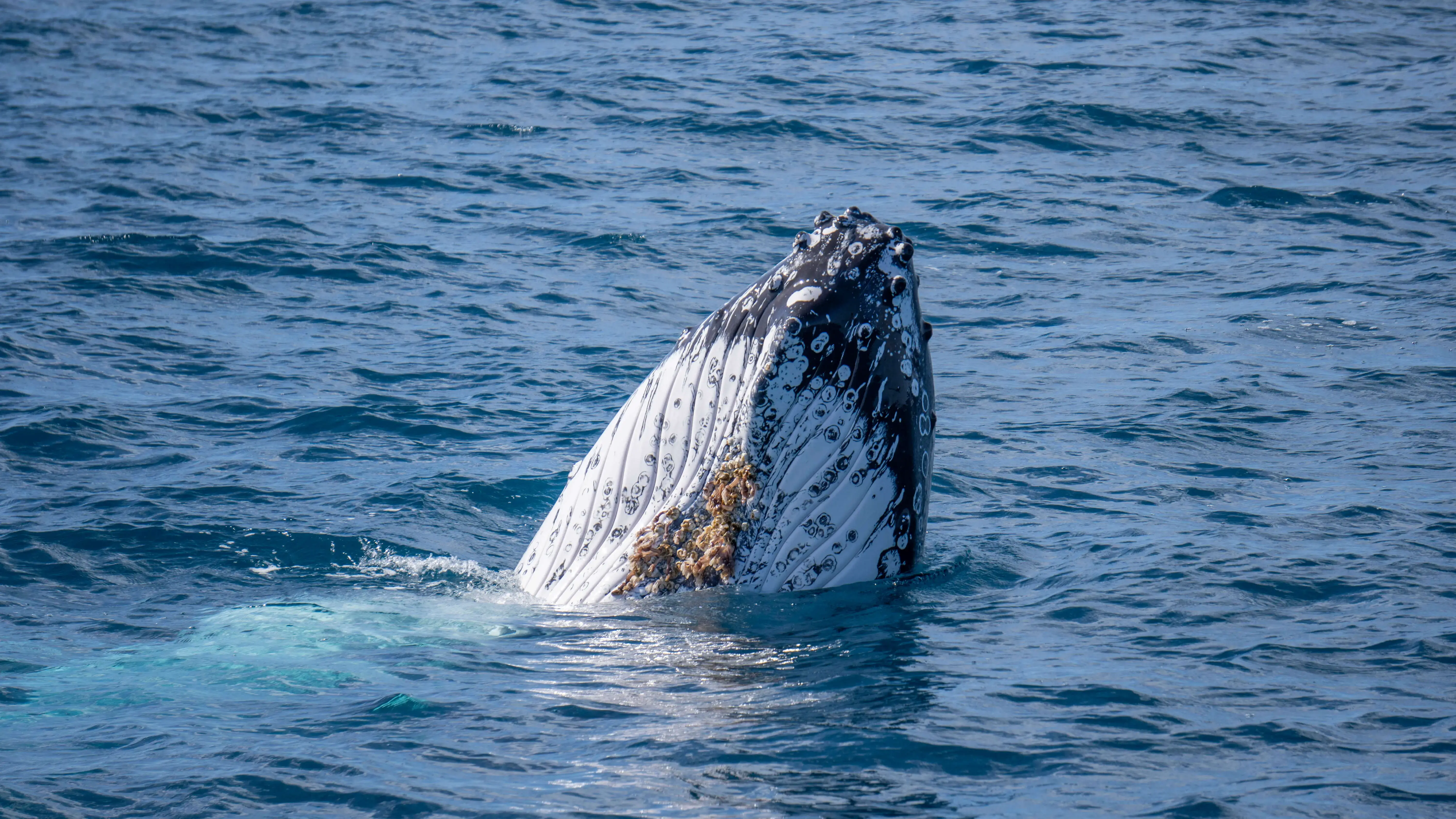 whale head looking out of water