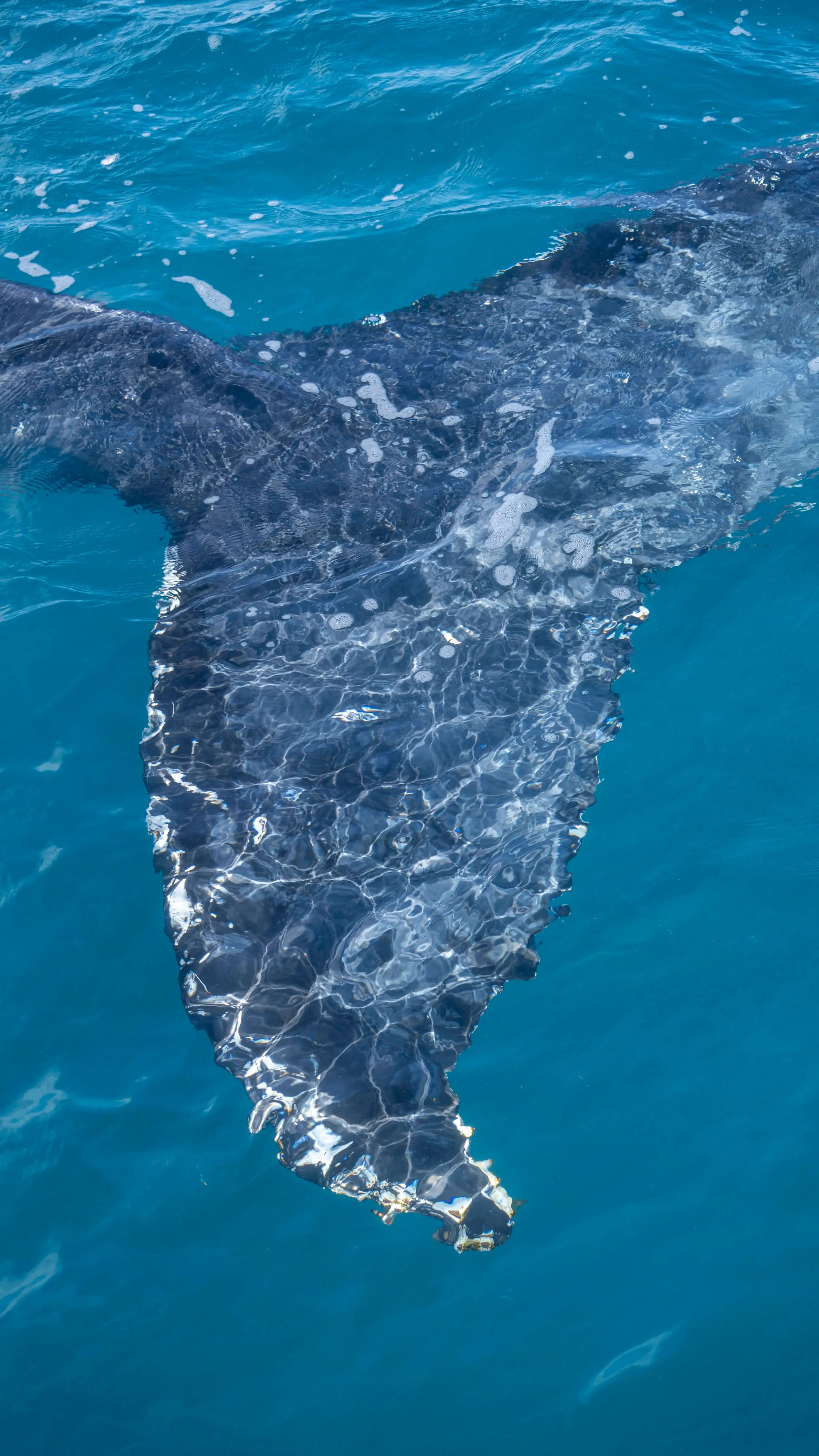 whale fin under water