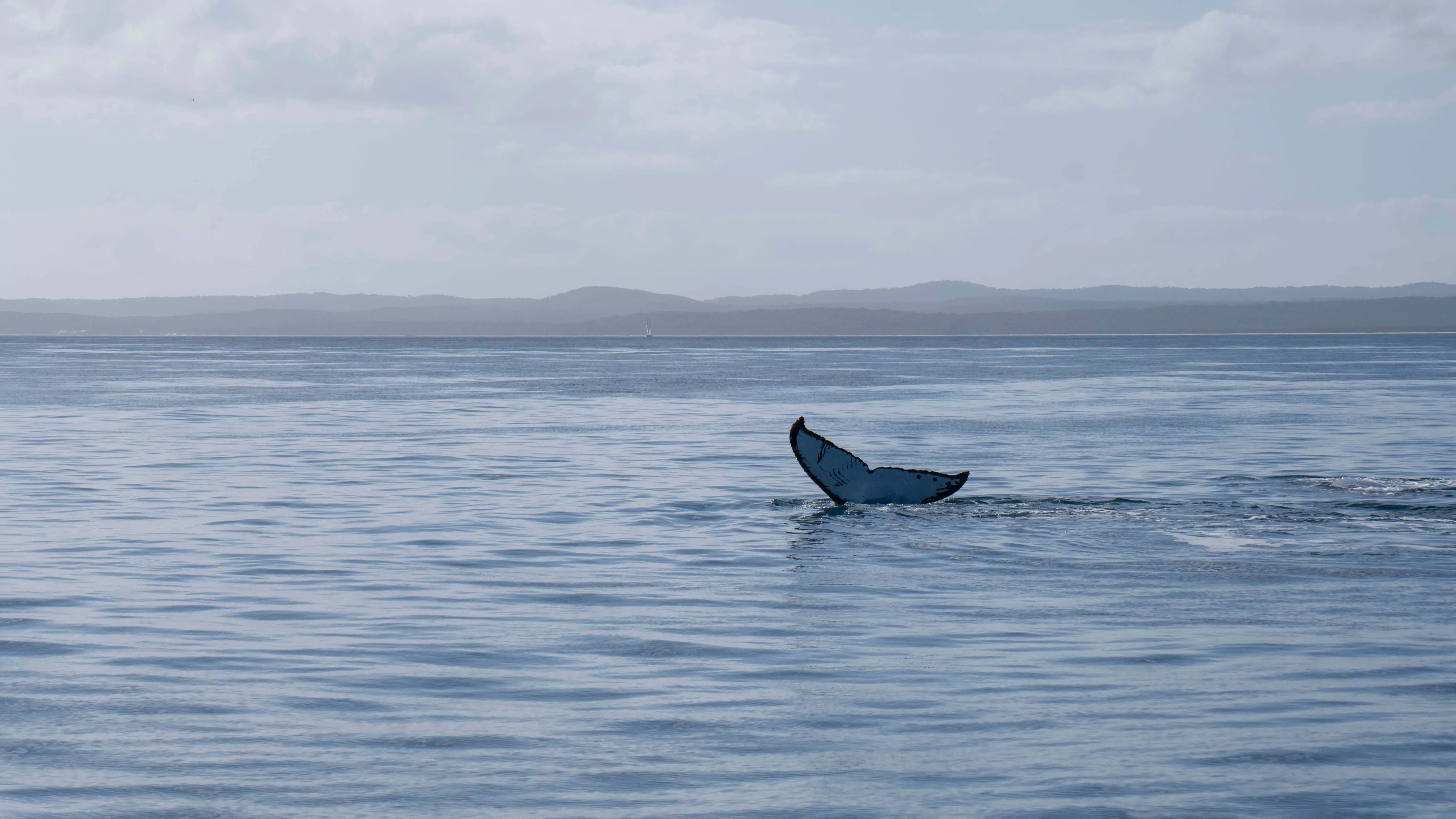 whale fin over water