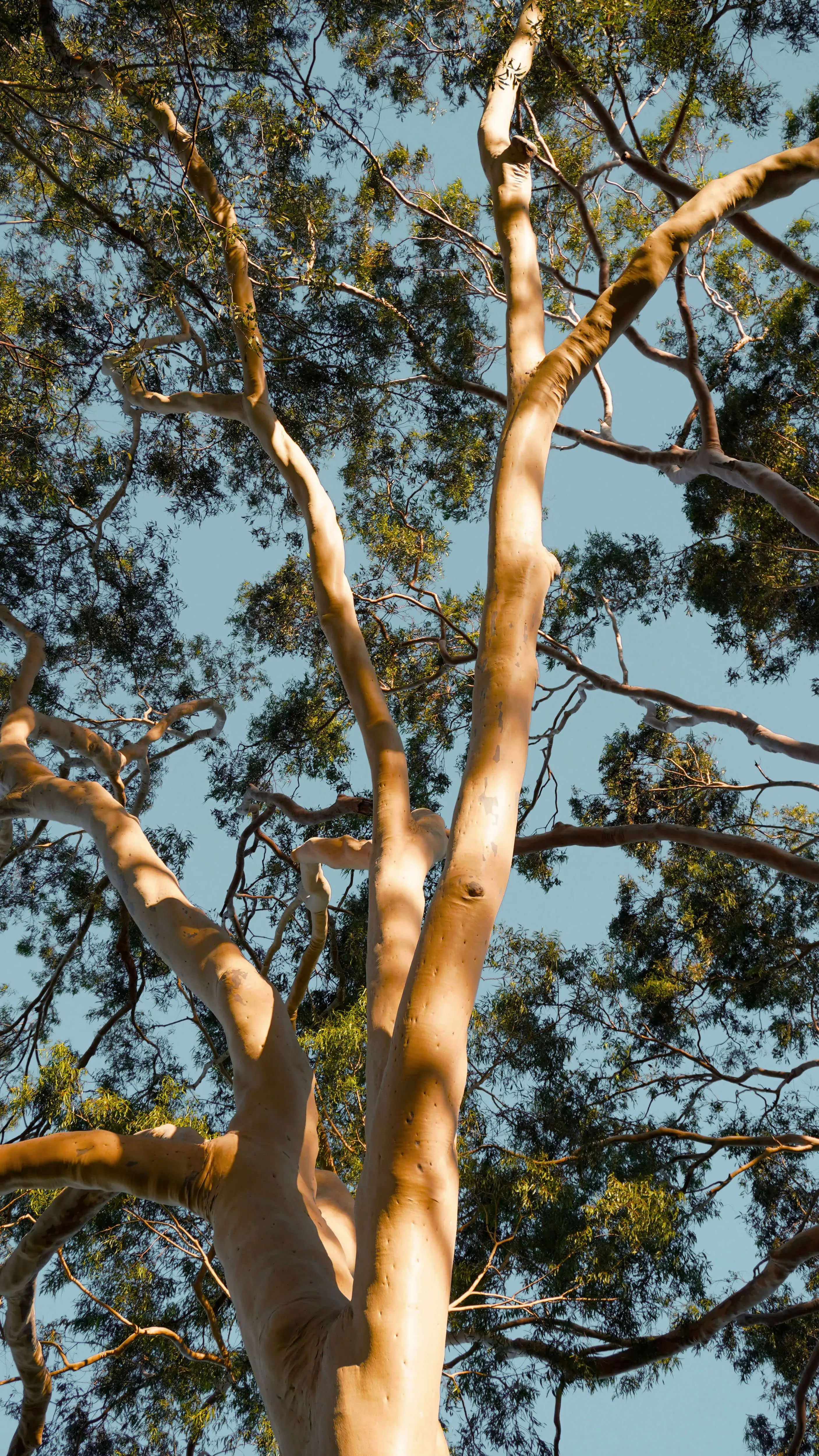 big eucalyptus tree