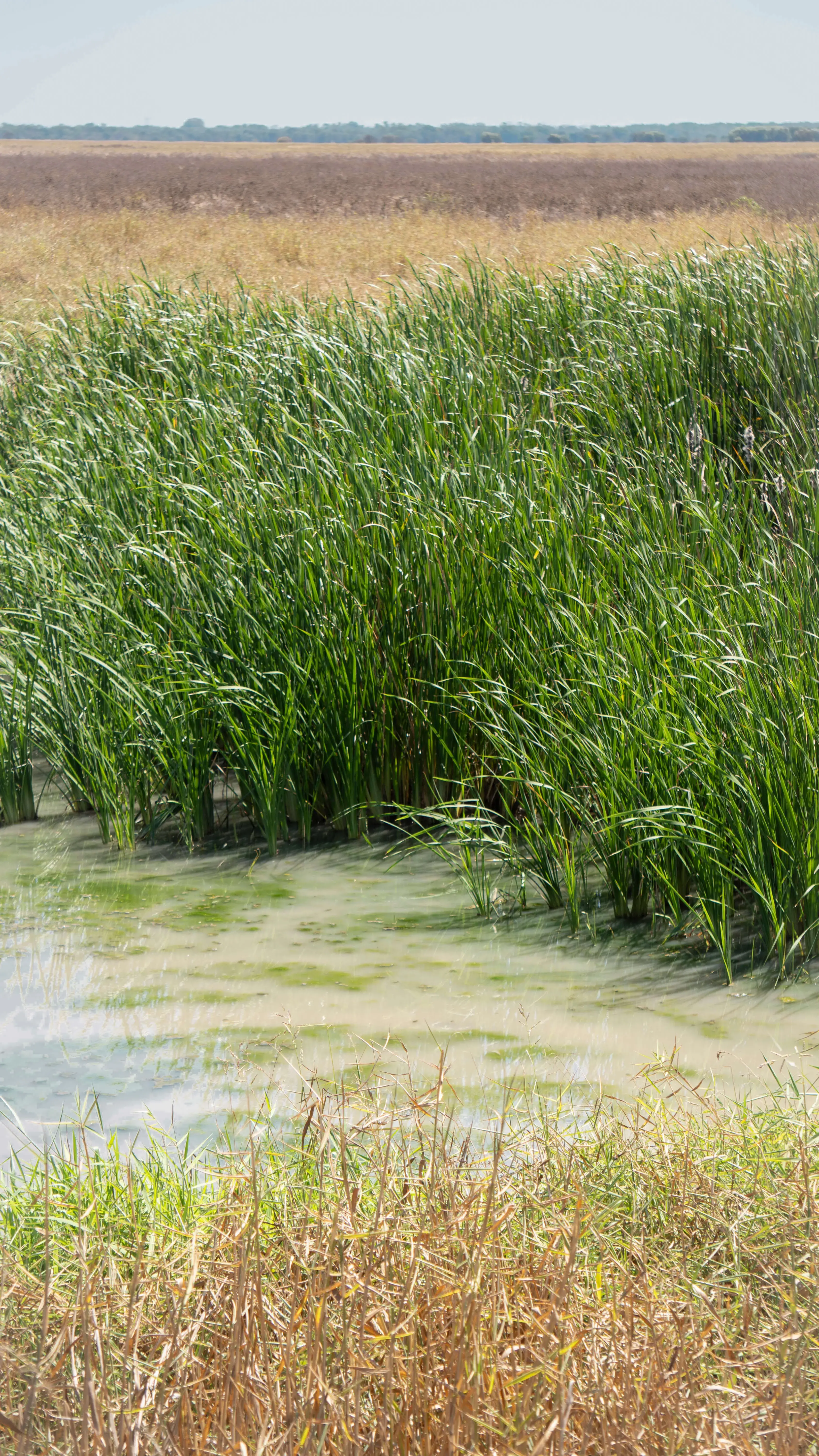 Northern Territory swamp water
